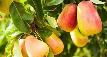 Jednoduchý recept na výrobu hruškových povidel v pomalém hrnci na zimu